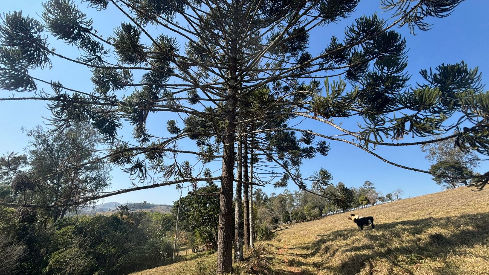 Propriedade Rural Para Sítio à Venda na região de Cambuí - Sul de Minas Gerais (2)