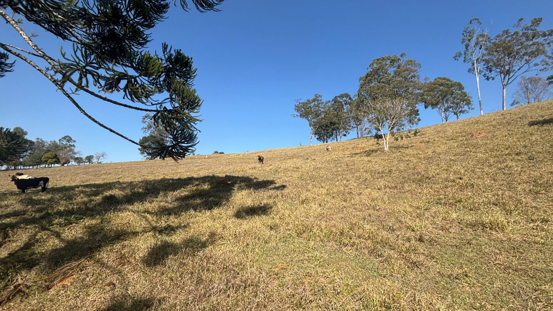 Propriedade Rural Para Sítio à Venda na região de Cambuí - Sul de Minas Gerais (3)