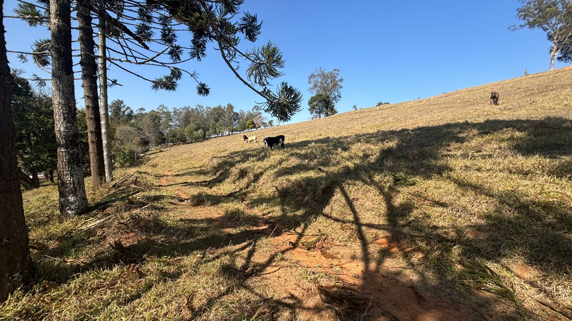 Propriedade Rural Para Sítio à Venda na região de Cambuí - Sul de Minas Gerais (4)