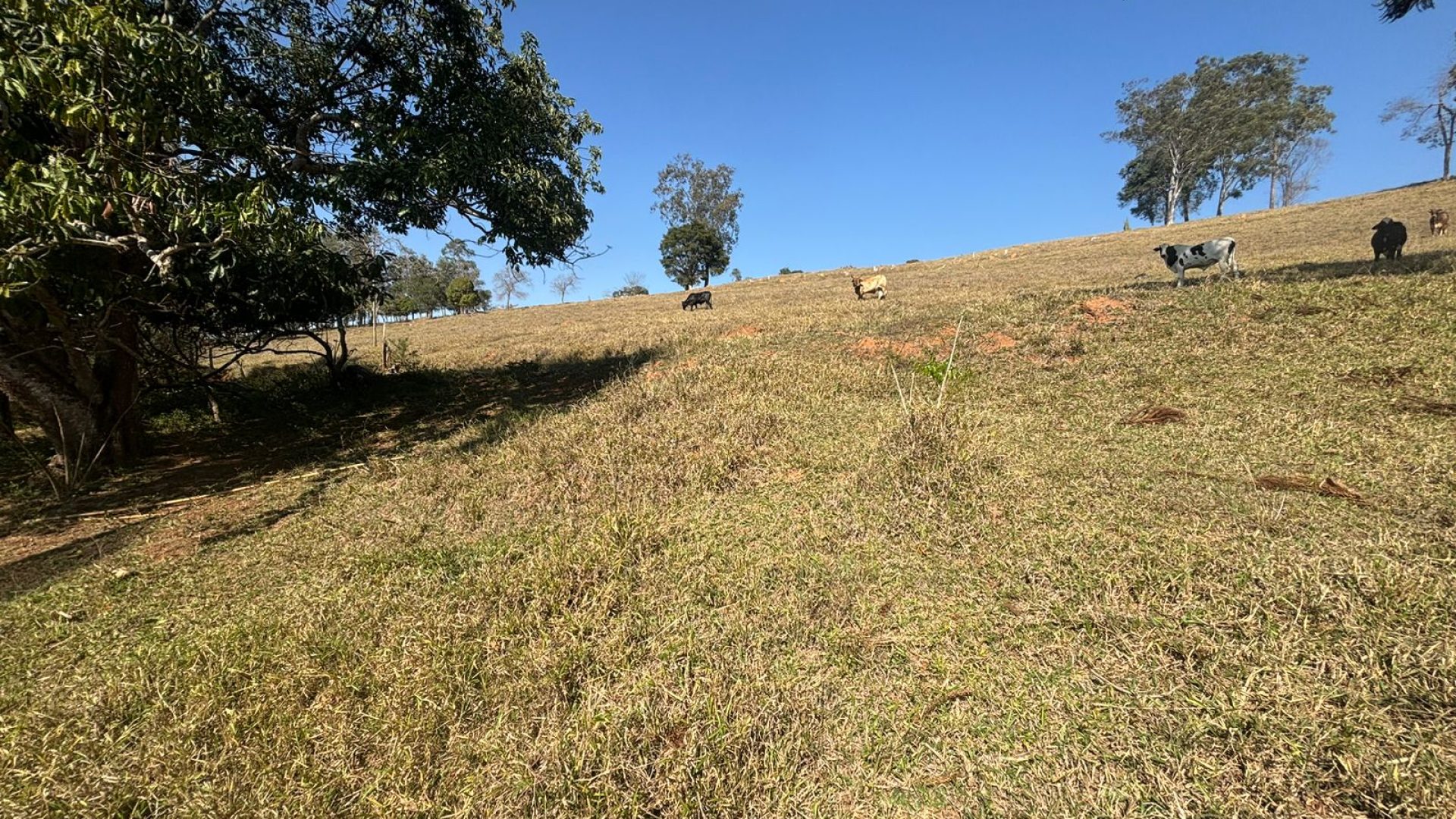 Propriedade Rural Para Sítio à Venda na região de Cambuí - Sul de Minas Gerais (6)