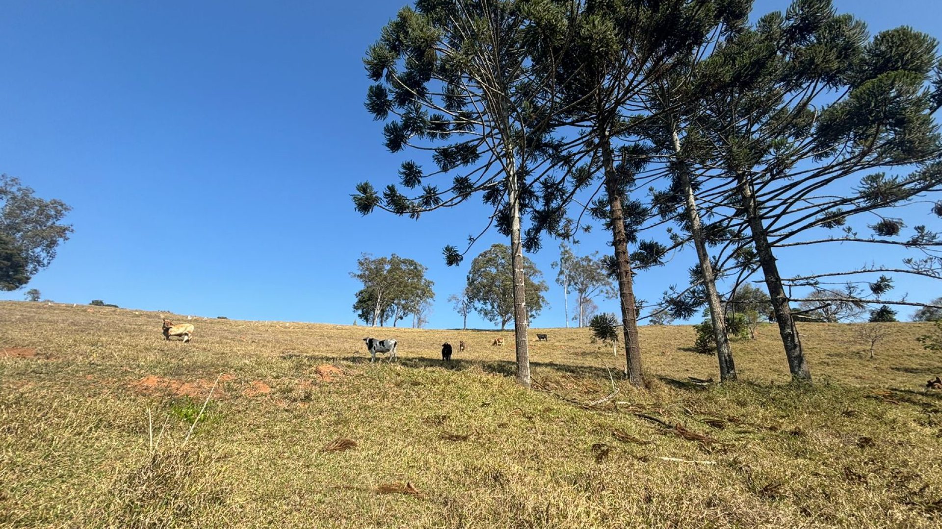 Propriedade Rural Para Sítio à Venda na região de Cambuí - Sul de Minas Gerais (9)