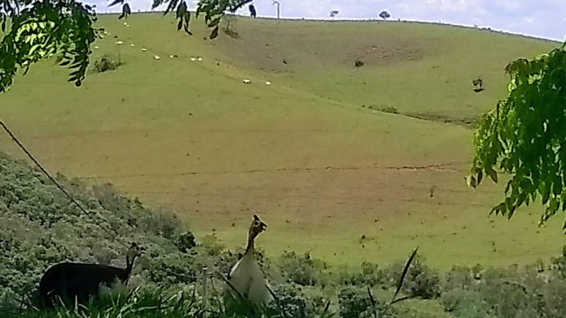 SÍTIO DE 58.000M² A VENDA NA CIDADE DE CAMBUI NO SUL DE MINAS, SILVACORRETOR, CAMBUI MG, SITIOS A VENDA EM CAMBUI MG (19)