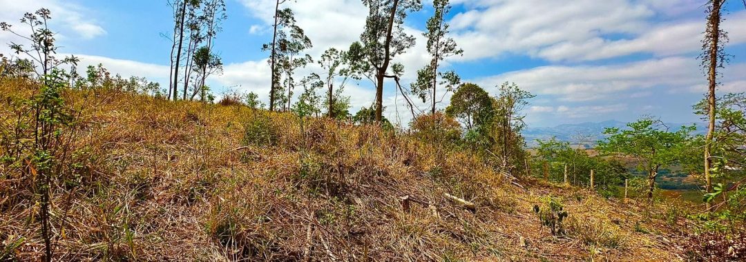 TERRENO RURAL DE 121.000M2 A VENDA NA CIDADE DE CAMBUI COM VISTA PANORAMICA (6)