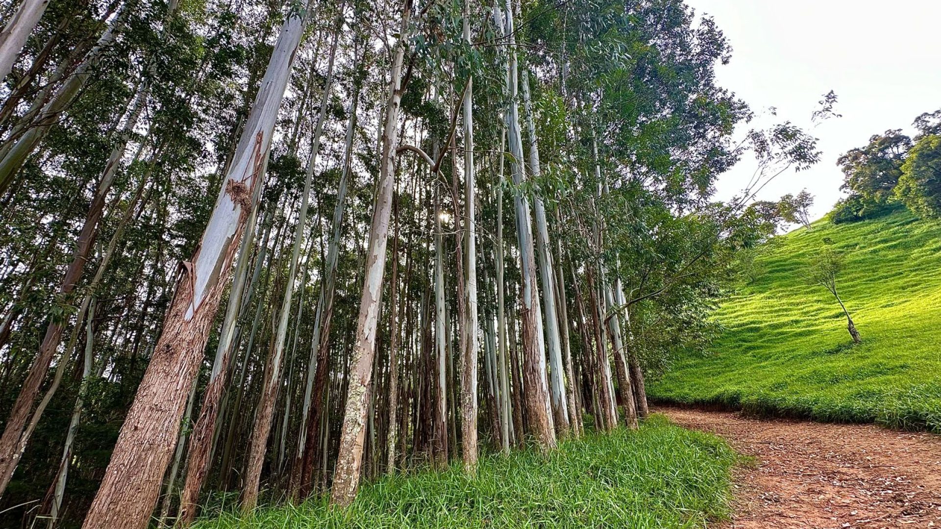 TERRENO RURAL DE 200.000 m² À VENDA EM CAMBUÍ NO SUL DE MINAS, TERRENO PARA VENDA EM CAMBUI, TERRENO PARA VENDER EM CAMBUI, TERRENO RURAL A VENDA NO SUL DE MINAS (27)