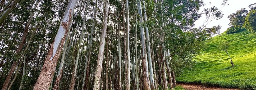 TERRENO RURAL DE 200.000 m² À VENDA EM CAMBUÍ NO SUL DE MINAS, TERRENO PARA VENDA EM CAMBUI, TERRENO PARA VENDER EM CAMBUI, TERRENO RURAL A VENDA NO SUL DE MINAS (27)