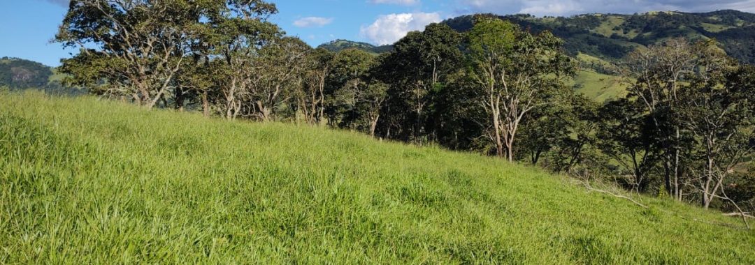 TERRENO RURAL DE 200.000 m² À VENDA EM CAMBUÍ NO SUL DE MINAS, TERRENO PARA VENDA EM CAMBUI, TERRENO PARA VENDER EM CAMBUI, TERRENO RURAL A VENDA NO SUL DE MINAS (4)