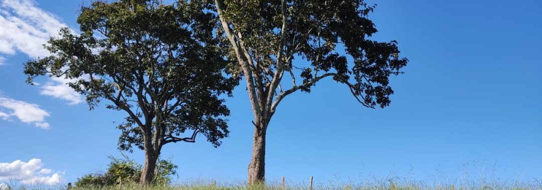 TERRENO RURAL DE 200.000 m² À VENDA EM CAMBUÍ NO SUL DE MINAS, TERRENO PARA VENDA EM CAMBUI, TERRENO PARA VENDER EM CAMBUI, TERRENO RURAL A VENDA NO SUL DE MINAS (5)