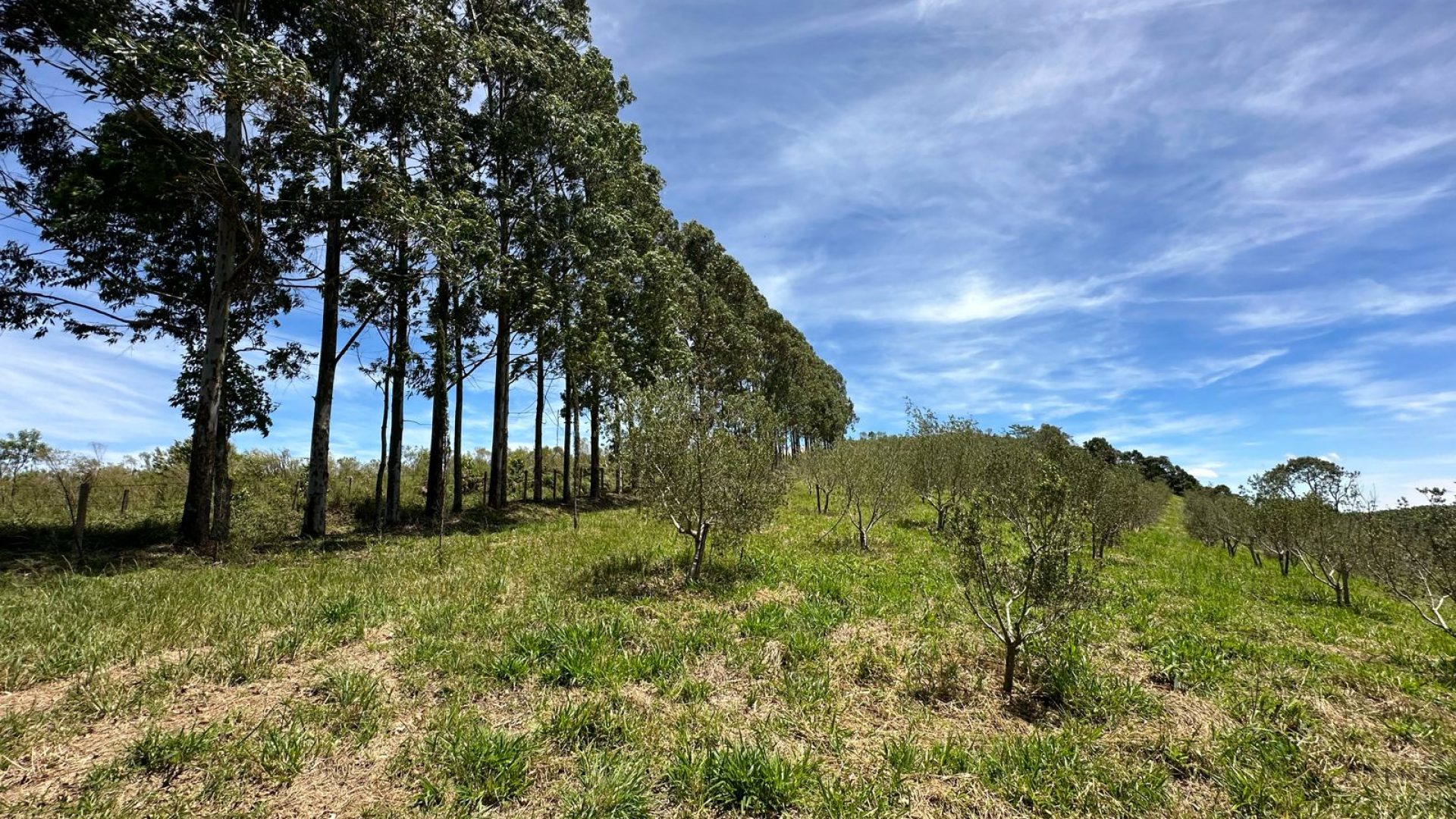 Terreno Rural à venda de 44.000m² com lindíssima vista panorâmica para a Serra da Mantiqueira, SILVA CORRETOR DE IMÓVEIS, CAMBUI, SUL DE MINAS, A VENDA (10)