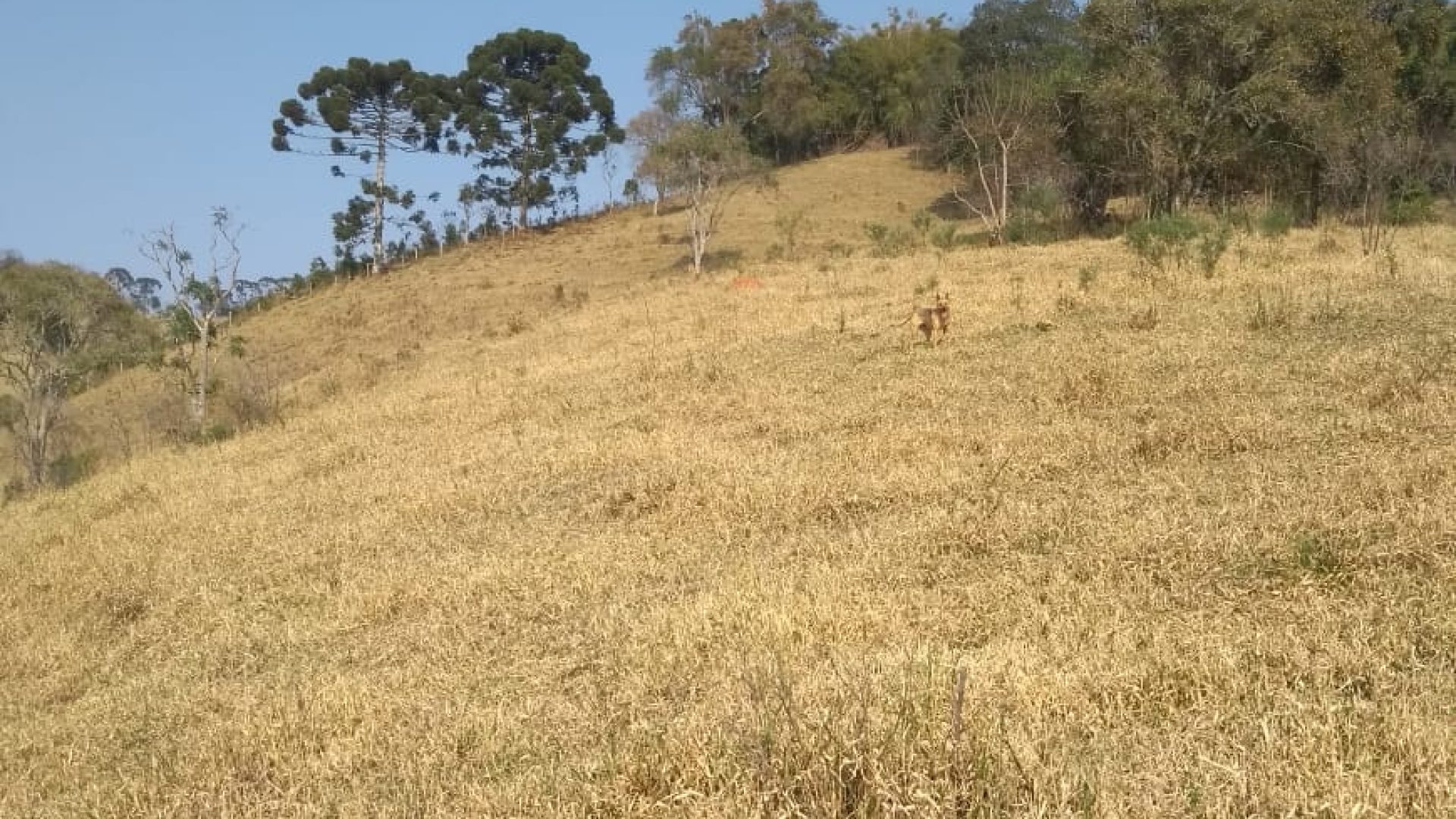 Terreno Rural de 121.000m² à Venda na Região da Cidade de Cambuí - Sul de Minas (5)