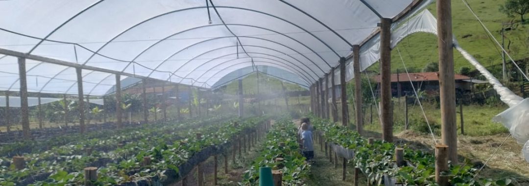 chacara-para-venda-em-cambui-no-sul-de-minas-4-500m² (17)