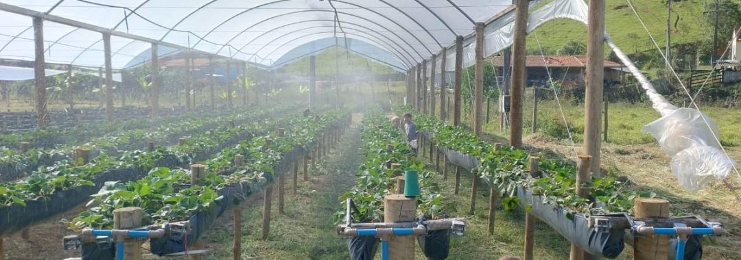 chacara-para-venda-em-cambui-no-sul-de-minas-4-500m² (20)