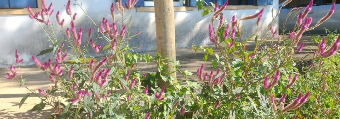 chacara-para-venda-em-cambui-no-sul-de-minas-4-500m² (3)