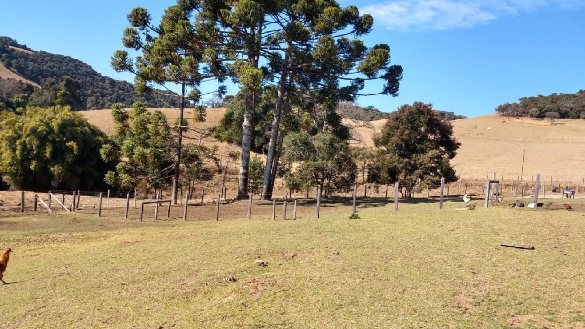 fazenda-de-73-alqueires-a-venda-na-regiao-de-cambui-no-sul-de-minas-7