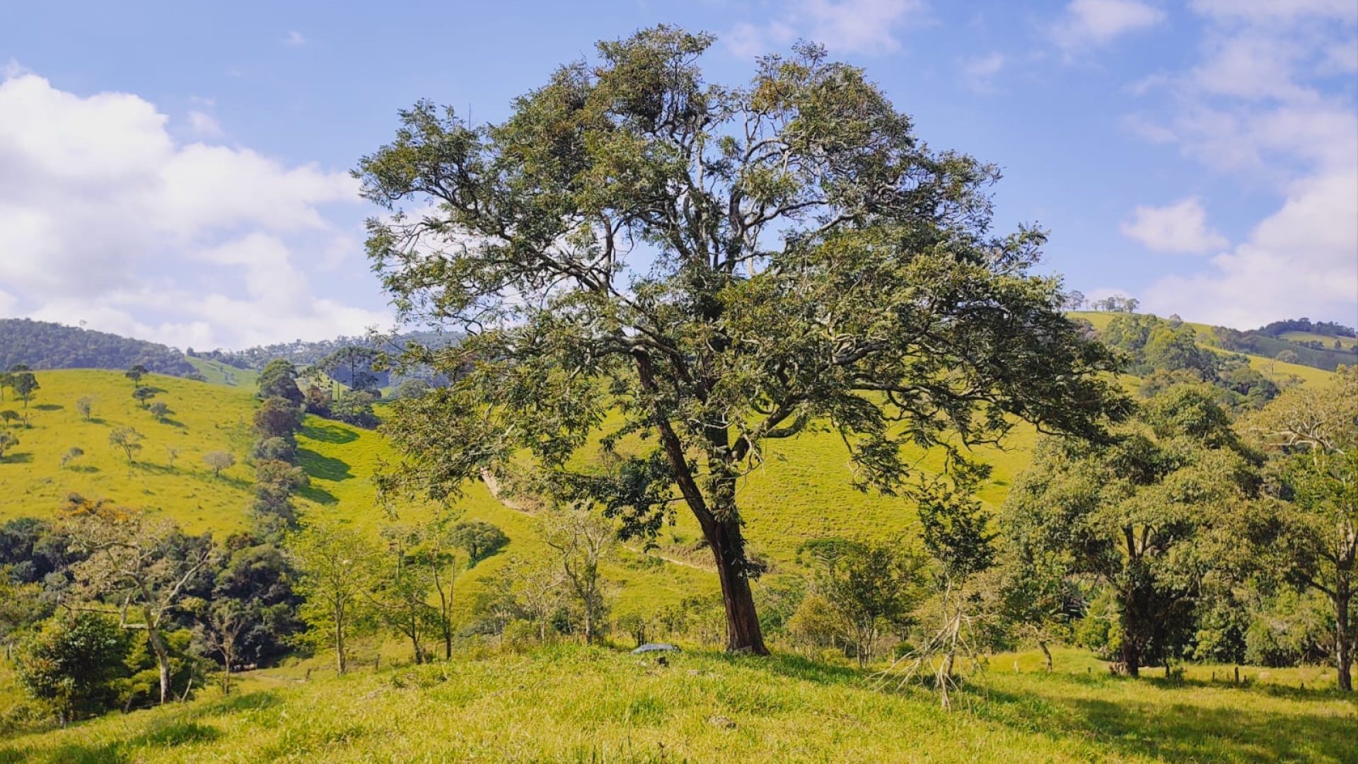 privacidade-e-tranquilidade-nas-montanhas-de-cambui-terreno-rural-de-20-000m² - silva-corretor-sul de minas (3)