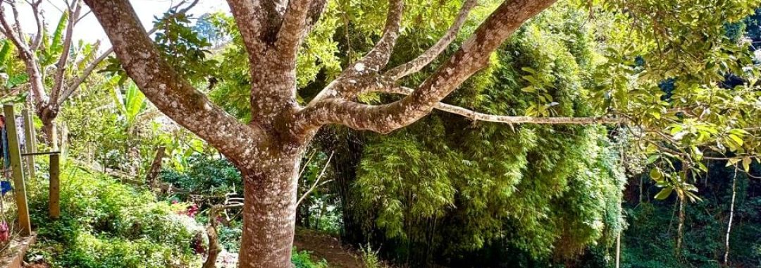 propriedade-rural-a-venda-em-corrego-do-bom-jesus-mg (18)