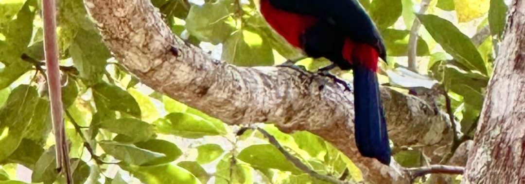 propriedade-rural-a-venda-em-corrego-do-bom-jesus-mg (41)