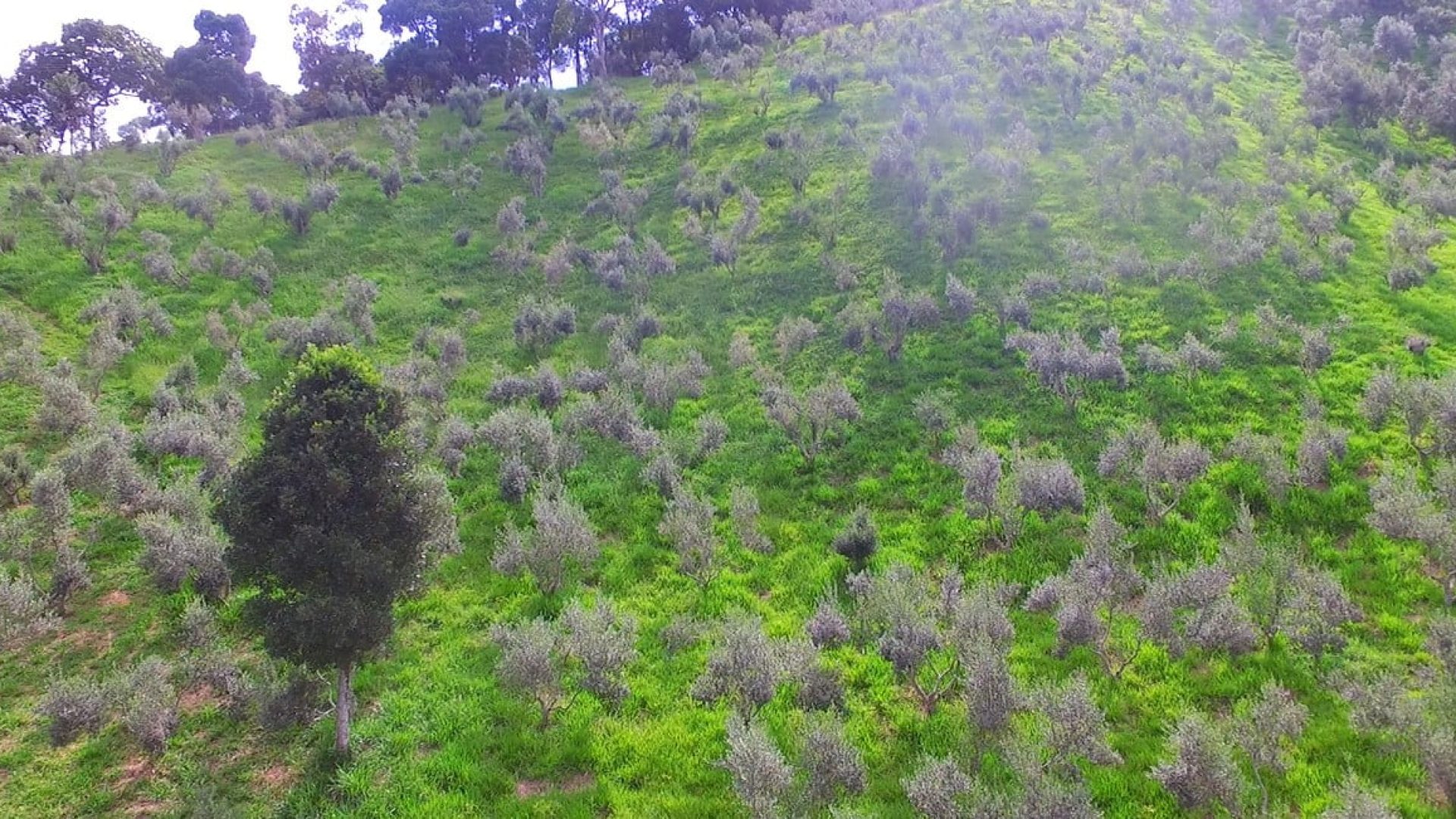 sitio com oliveiras a venda na serra da mantiqueira no sul de minas, azeite a venda, sitio a venda no sul de minas, olival a venda, silva corretor de imóveis (10)