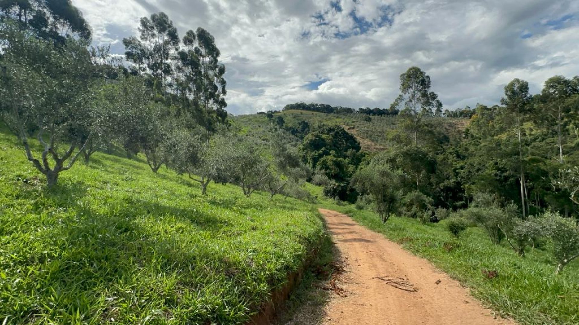 sitio com oliveiras a venda na serra da mantiqueira no sul de minas, azeite a venda, sitio a venda no sul de minas, olival a venda, silva corretor de imóveis (12)