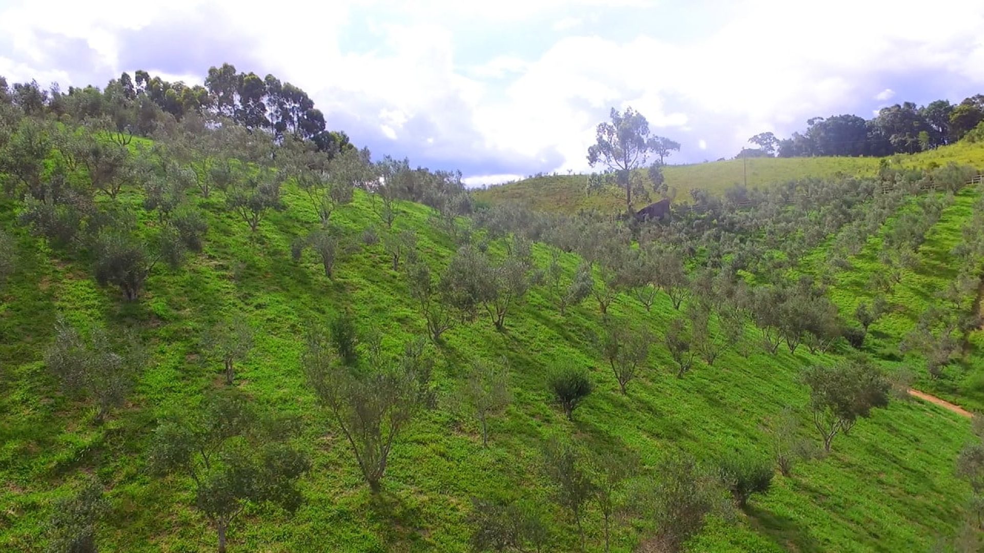 sitio com oliveiras a venda na serra da mantiqueira no sul de minas, azeite a venda, sitio a venda no sul de minas, olival a venda, silva corretor de imóveis (12)