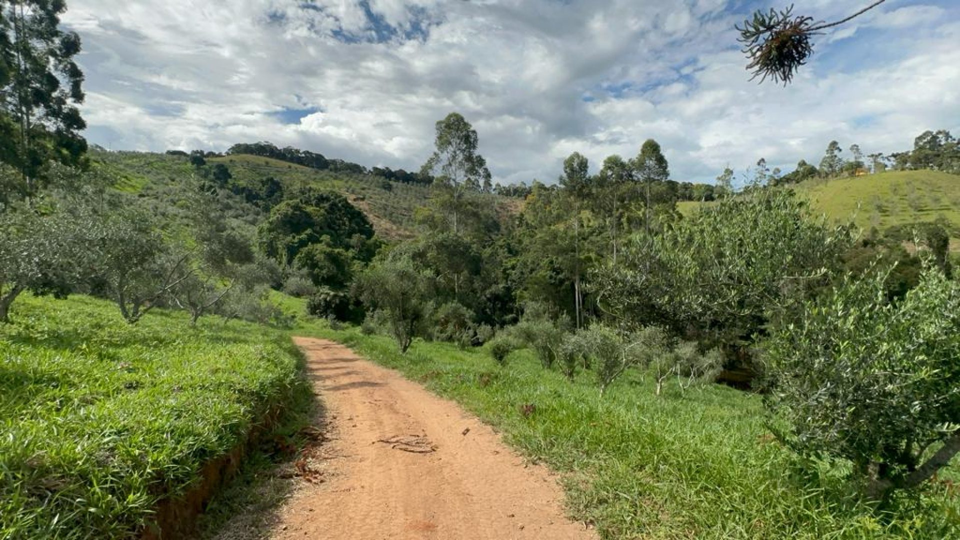 sitio com oliveiras a venda na serra da mantiqueira no sul de minas, azeite a venda, sitio a venda no sul de minas, olival a venda, silva corretor de imóveis (13)