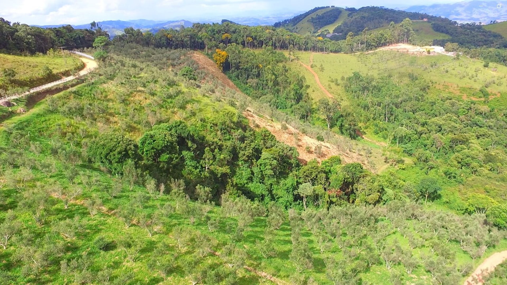 sitio com oliveiras a venda na serra da mantiqueira no sul de minas, azeite a venda, sitio a venda no sul de minas, olival a venda, silva corretor de imóveis (13)