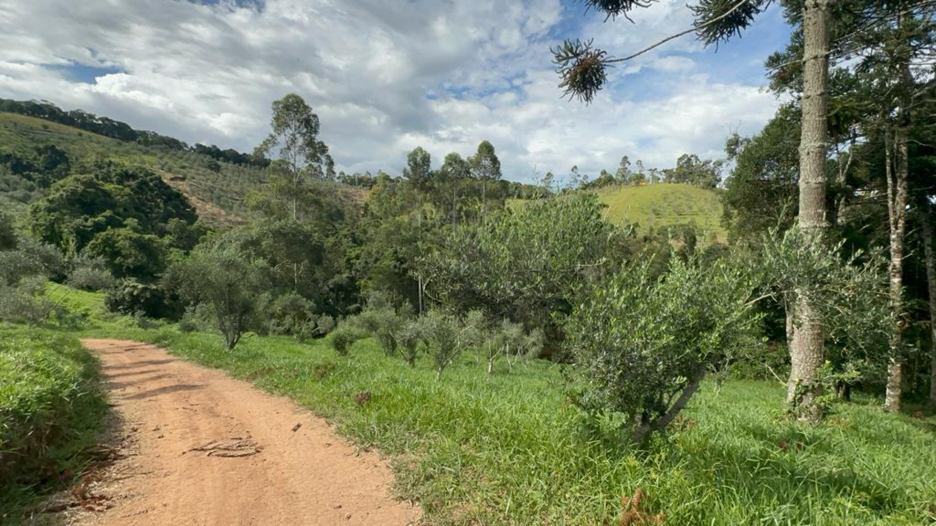 sitio com oliveiras a venda na serra da mantiqueira no sul de minas, azeite a venda, sitio a venda no sul de minas, olival a venda, silva corretor de imóveis (14)