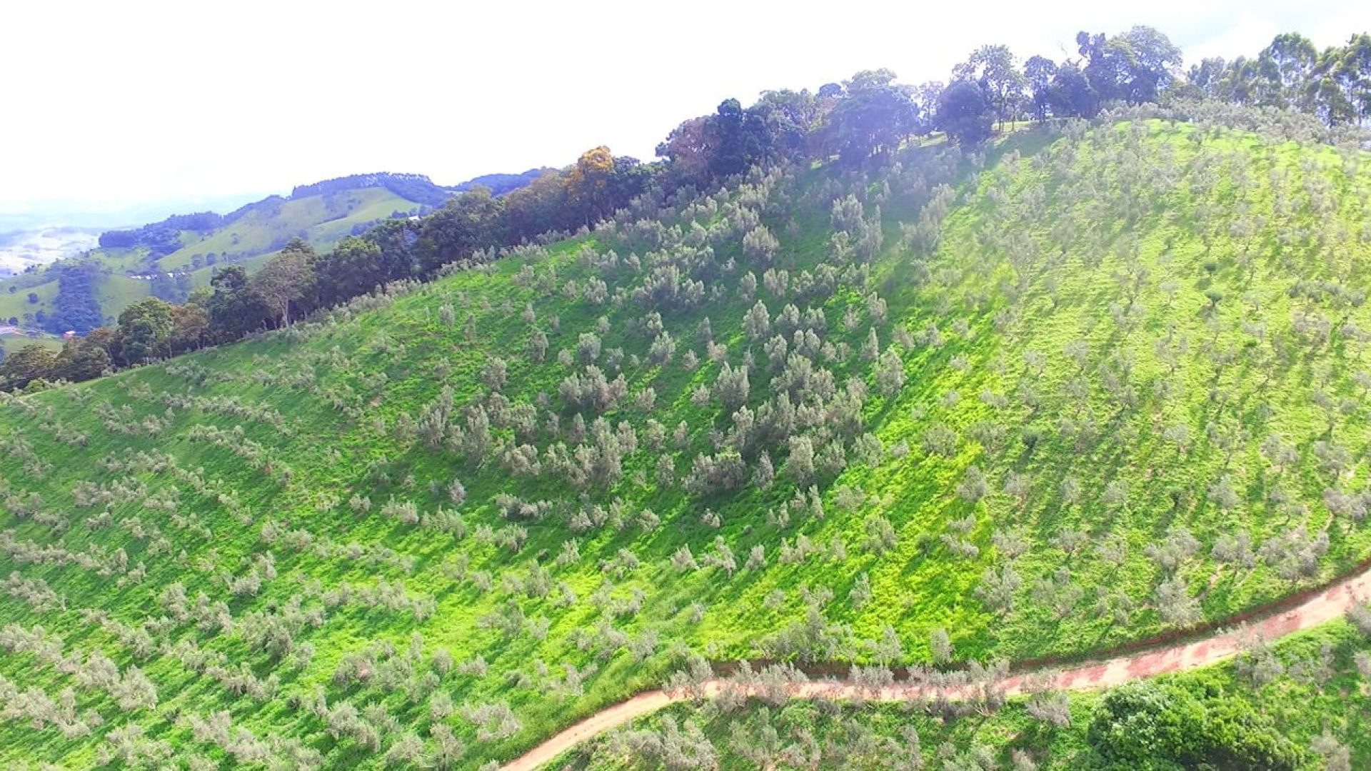 sitio com oliveiras a venda na serra da mantiqueira no sul de minas, azeite a venda, sitio a venda no sul de minas, olival a venda, silva corretor de imóveis (14)