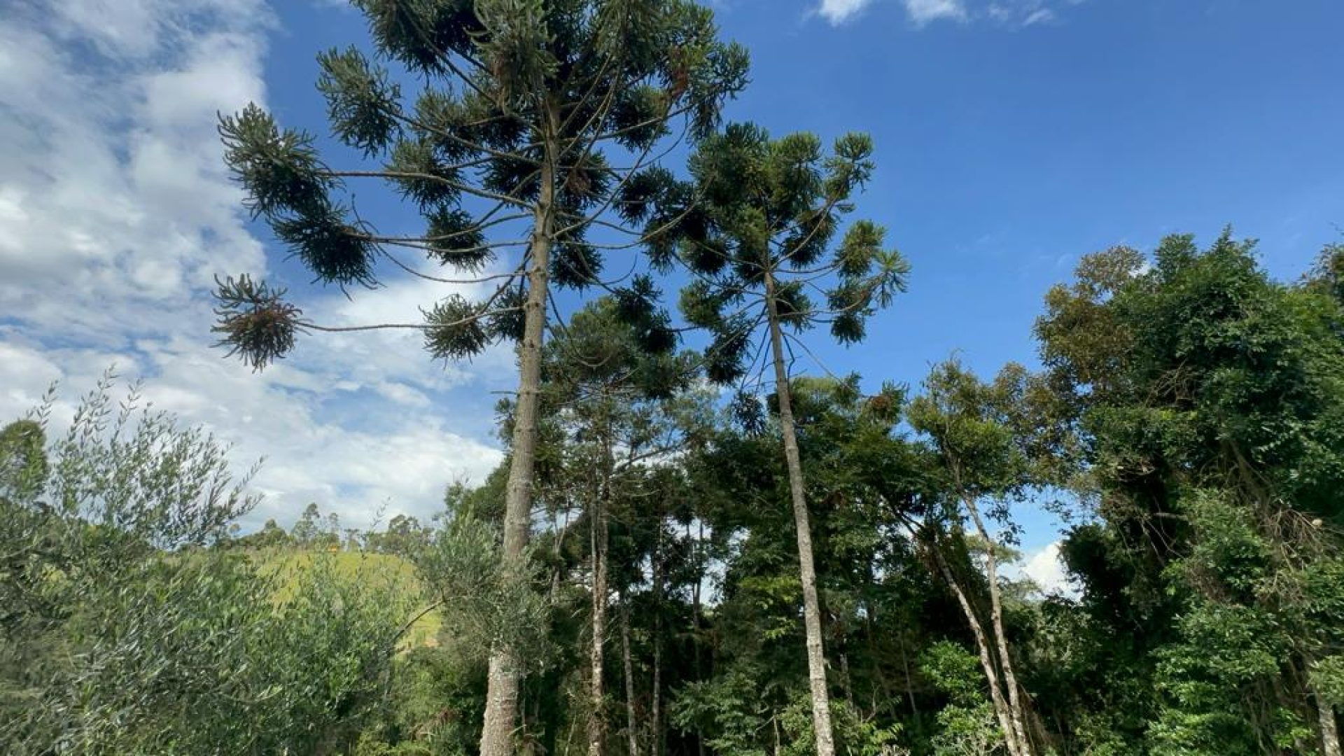 sitio com oliveiras a venda na serra da mantiqueira no sul de minas, azeite a venda, sitio a venda no sul de minas, olival a venda, silva corretor de imóveis (16)