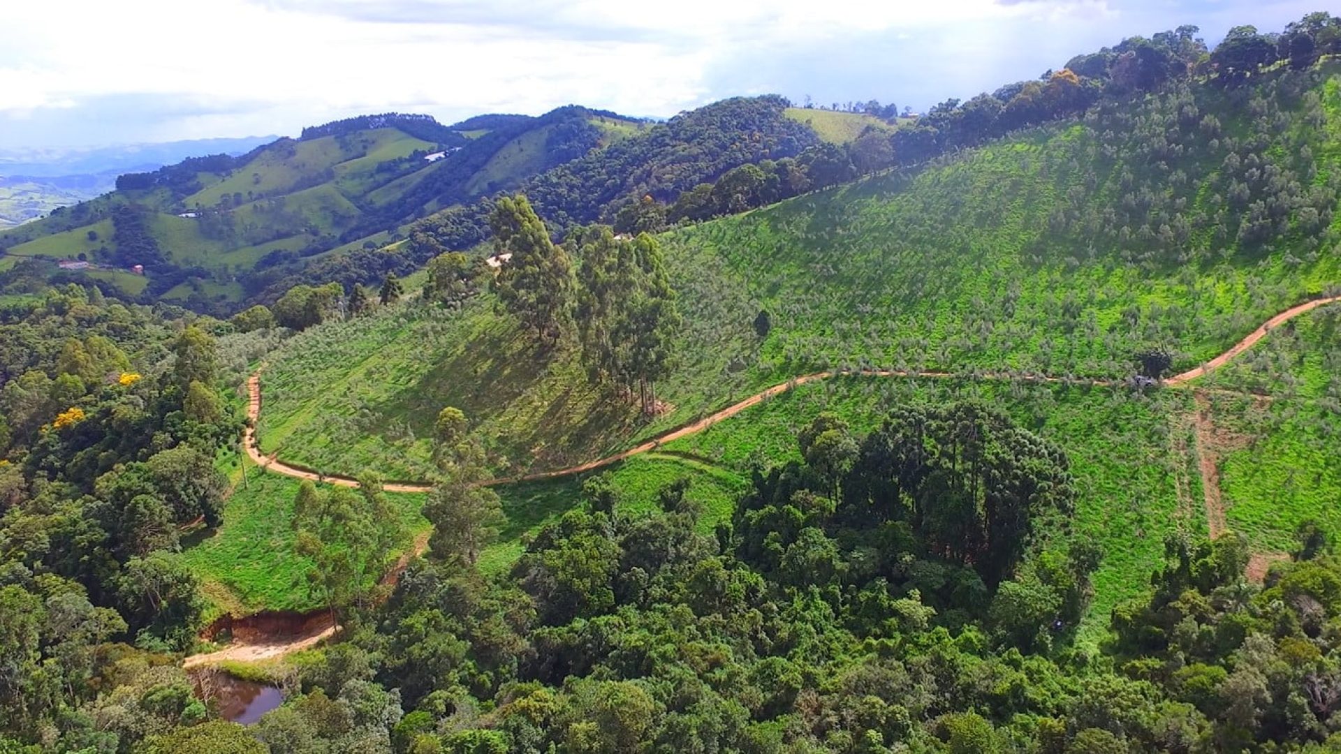 sitio com oliveiras a venda na serra da mantiqueira no sul de minas, azeite a venda, sitio a venda no sul de minas, olival a venda, silva corretor de imóveis (16)