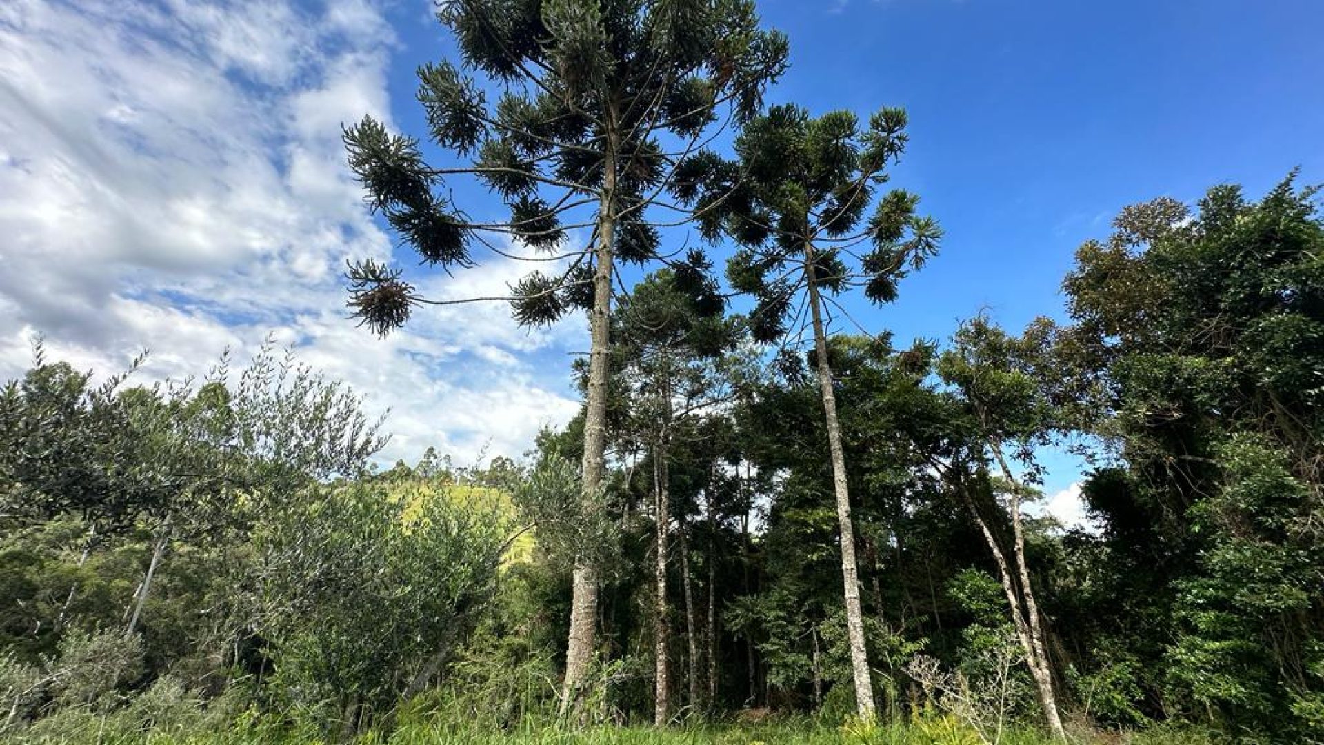 sitio com oliveiras a venda na serra da mantiqueira no sul de minas, azeite a venda, sitio a venda no sul de minas, olival a venda, silva corretor de imóveis (17)