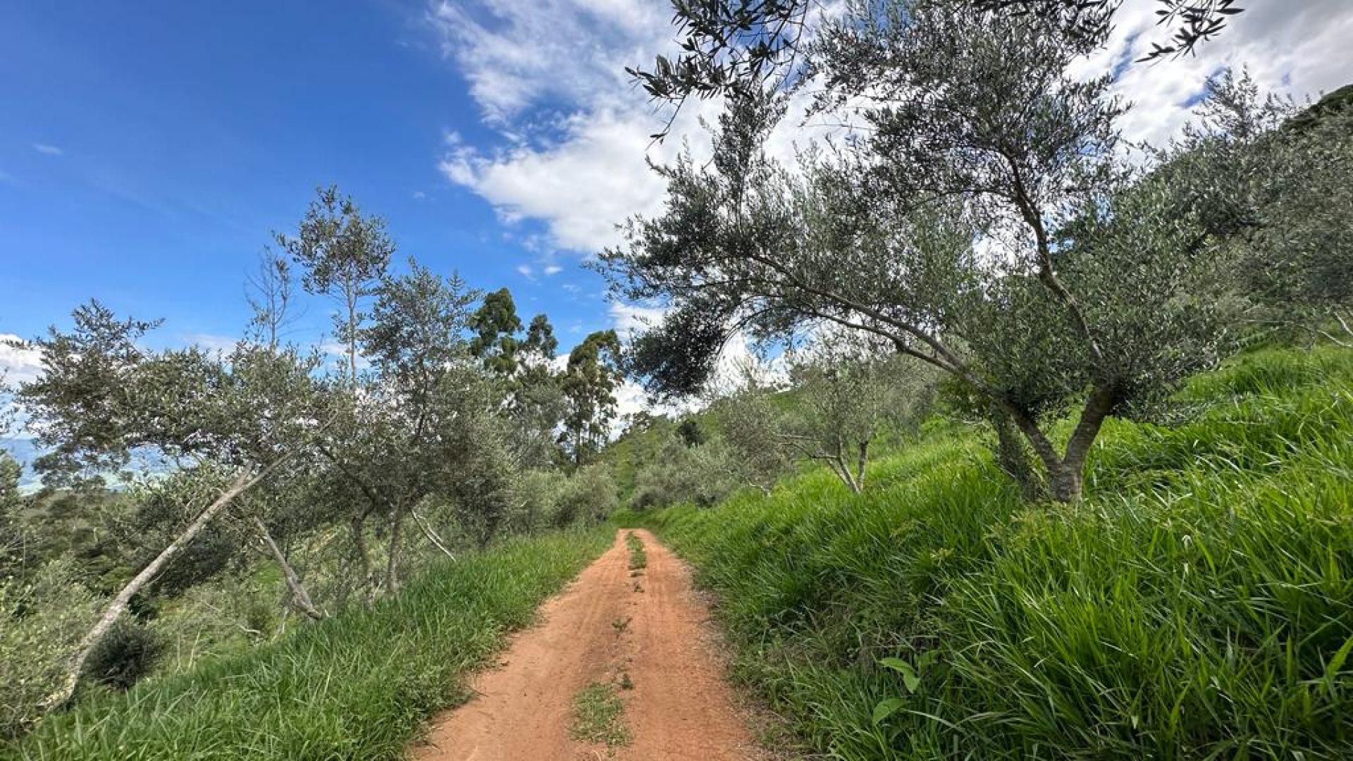 sitio com oliveiras a venda na serra da mantiqueira no sul de minas, azeite a venda, sitio a venda no sul de minas, olival a venda, silva corretor de imóveis (18)