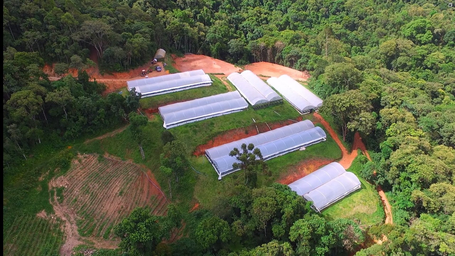 sitio com oliveiras a venda na serra da mantiqueira no sul de minas, azeite a venda, sitio a venda no sul de minas, olival a venda, silva corretor de imóveis (18)