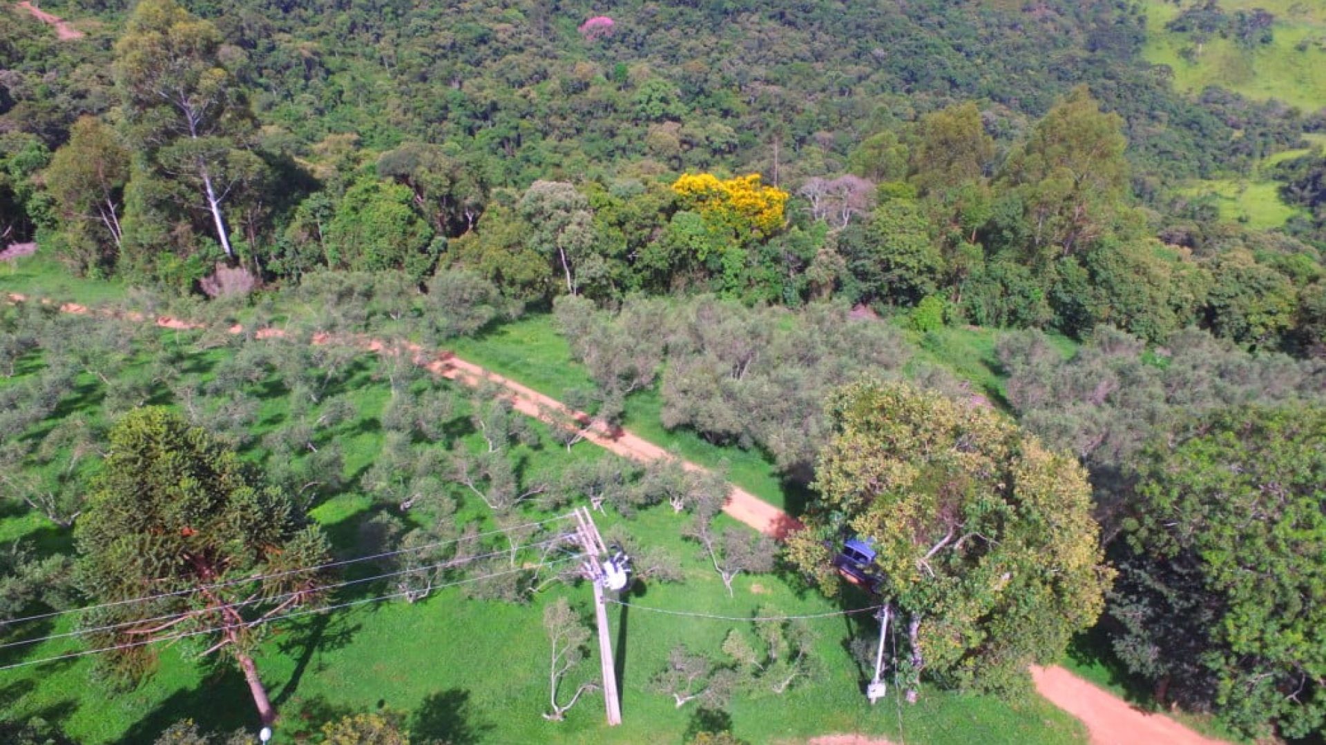 sitio com oliveiras a venda na serra da mantiqueira no sul de minas, azeite a venda, sitio a venda no sul de minas, olival a venda, silva corretor de imóveis (19)