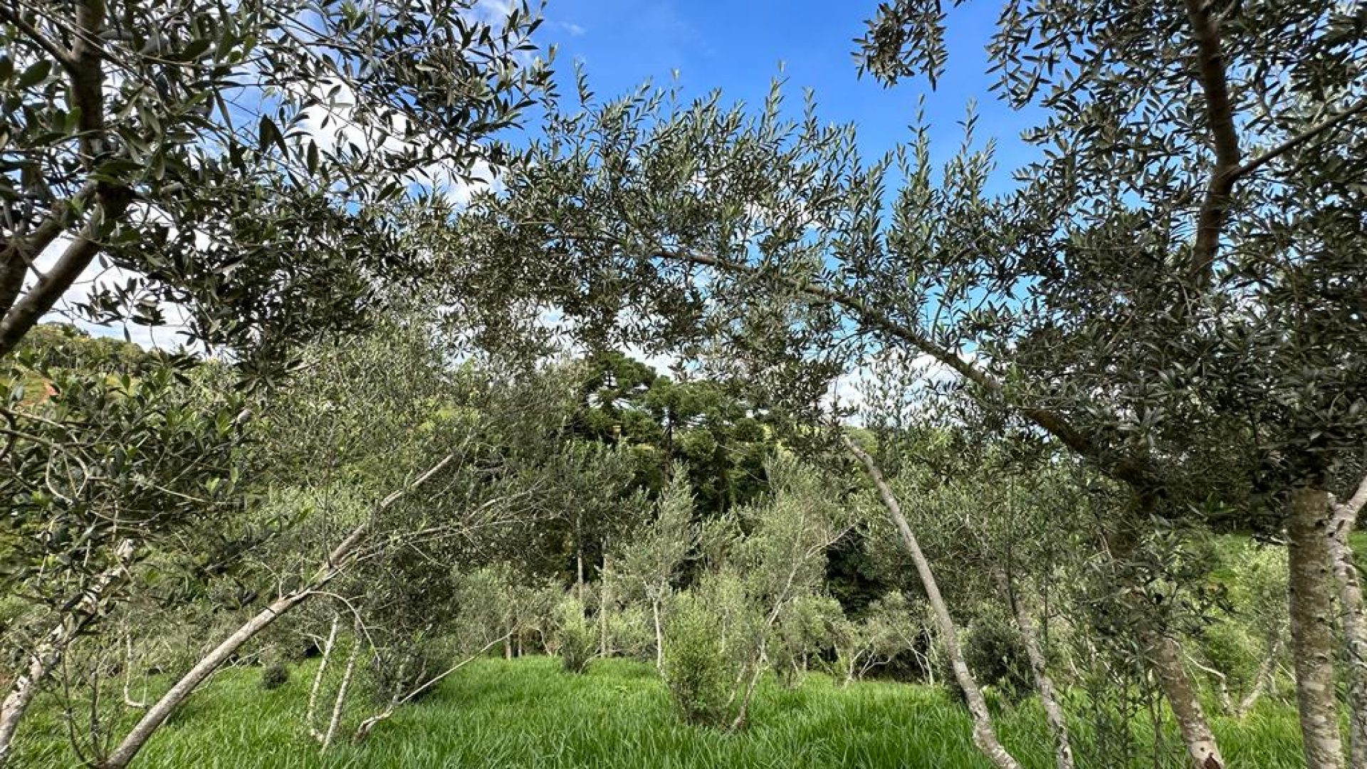 sitio com oliveiras a venda na serra da mantiqueira no sul de minas, azeite a venda, sitio a venda no sul de minas, olival a venda, silva corretor de imóveis (20)