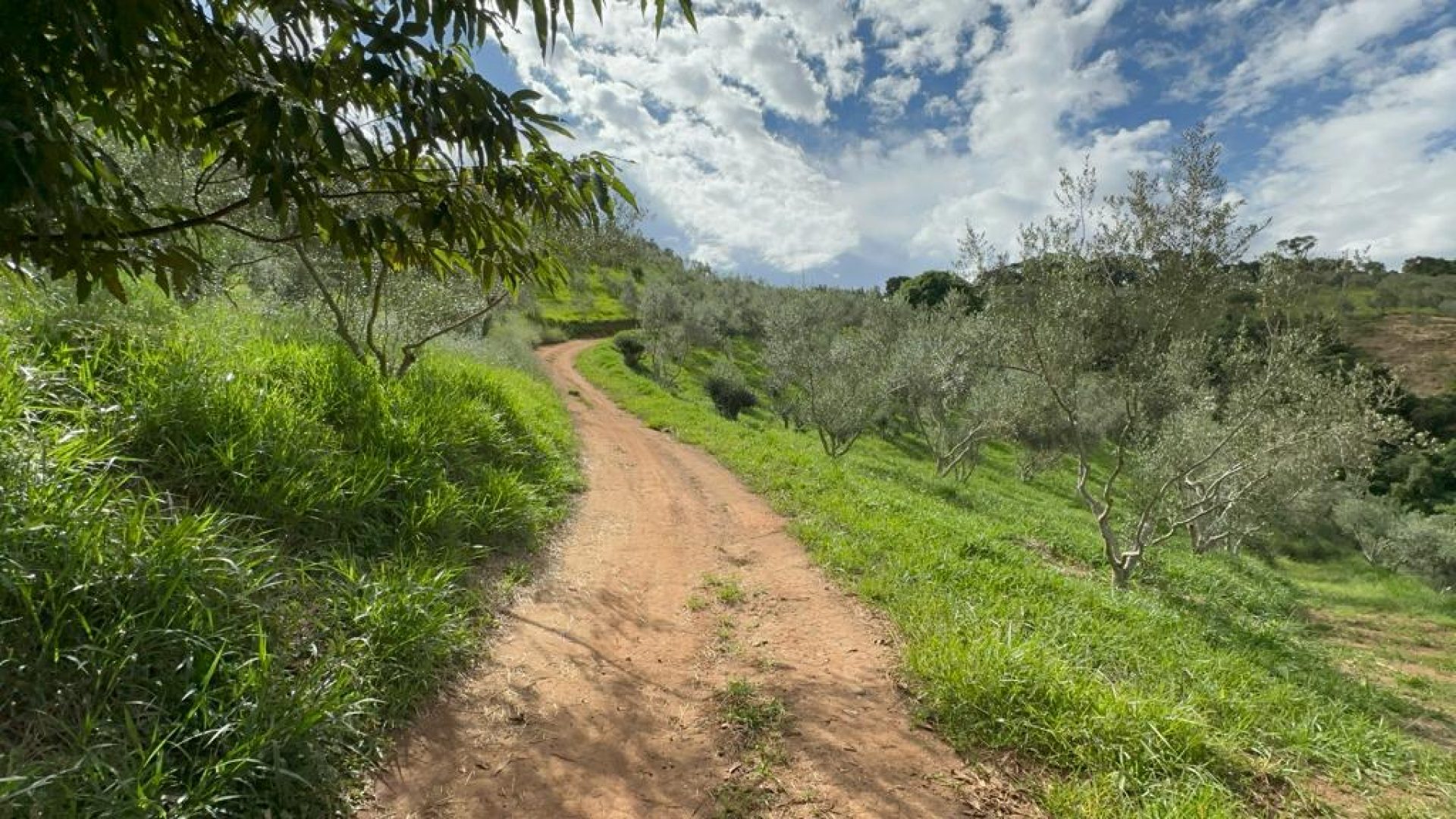 sitio com oliveiras a venda na serra da mantiqueira no sul de minas, azeite a venda, sitio a venda no sul de minas, olival a venda, silva corretor de imóveis (22)