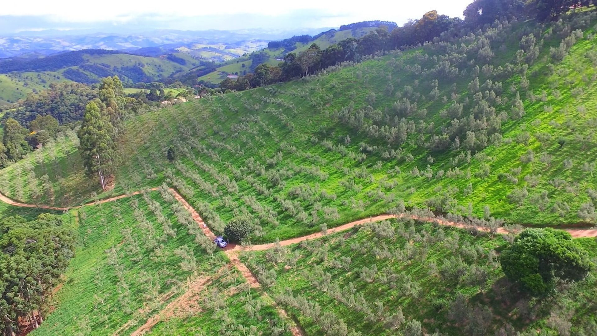 sitio com oliveiras a venda na serra da mantiqueira no sul de minas, azeite a venda, sitio a venda no sul de minas, olival a venda, silva corretor de imóveis (22)