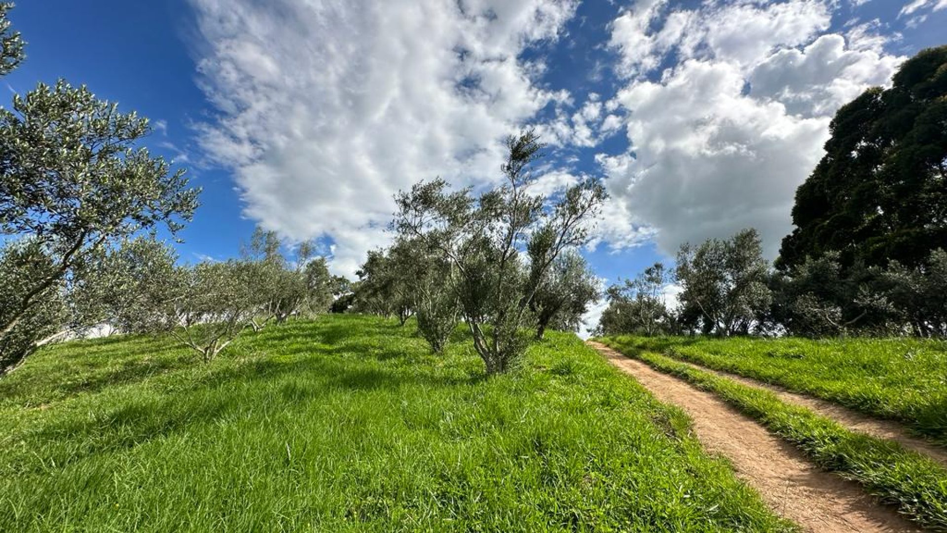 sitio com oliveiras a venda na serra da mantiqueira no sul de minas, azeite a venda, sitio a venda no sul de minas, olival a venda, silva corretor de imóveis (25)