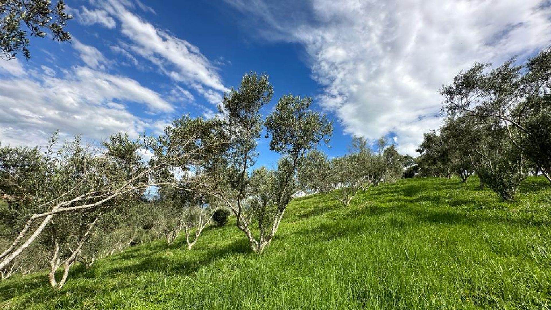 sitio com oliveiras a venda na serra da mantiqueira no sul de minas, azeite a venda, sitio a venda no sul de minas, olival a venda, silva corretor de imóveis (26)