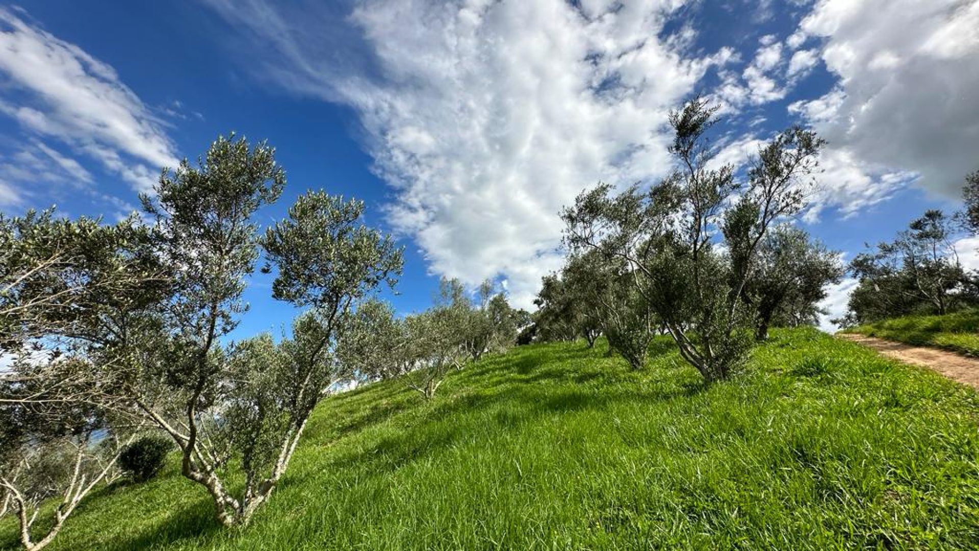 sitio com oliveiras a venda na serra da mantiqueira no sul de minas, azeite a venda, sitio a venda no sul de minas, olival a venda, silva corretor de imóveis (27)