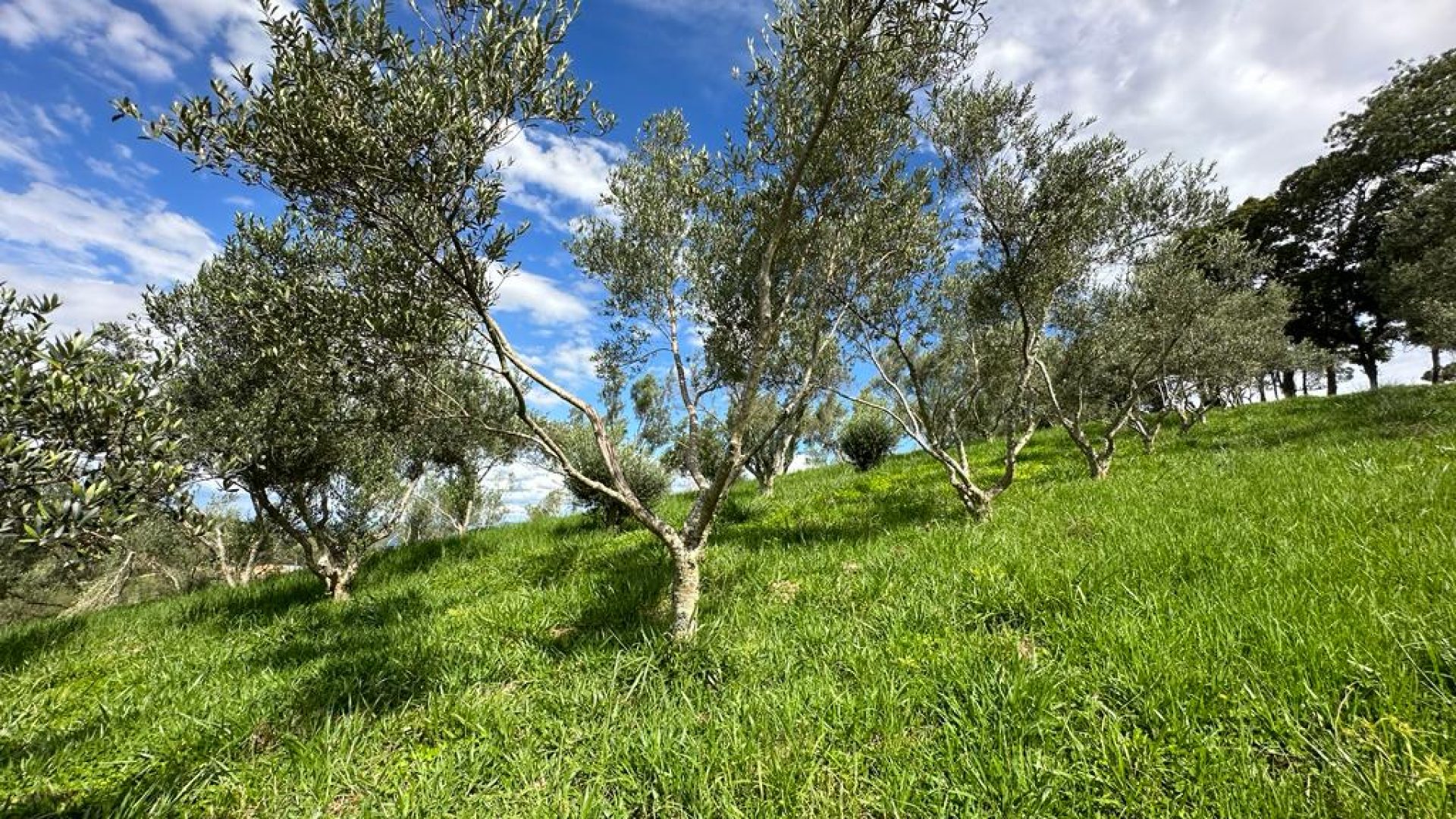 sitio com oliveiras a venda na serra da mantiqueira no sul de minas, azeite a venda, sitio a venda no sul de minas, olival a venda, silva corretor de imóveis (28)