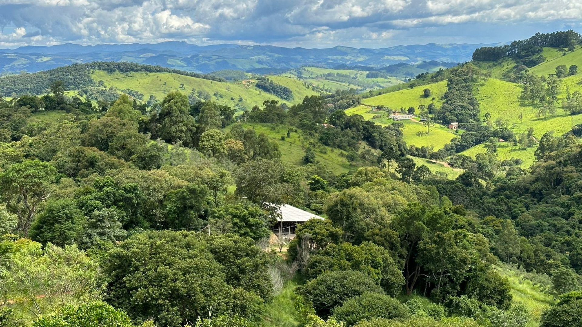 sitio com oliveiras a venda na serra da mantiqueira no sul de minas, azeite a venda, sitio a venda no sul de minas, olival a venda, silva corretor de imóveis (32)