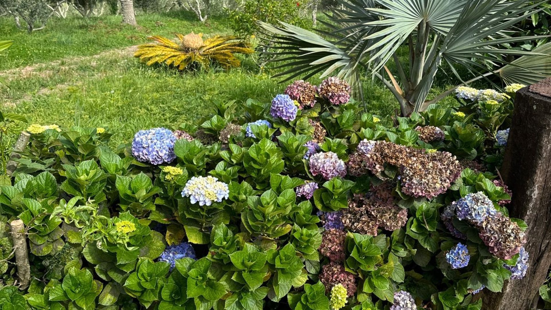 sitio com oliveiras a venda na serra da mantiqueira no sul de minas, azeite a venda, sitio a venda no sul de minas, olival a venda, silva corretor de imóveis (39)