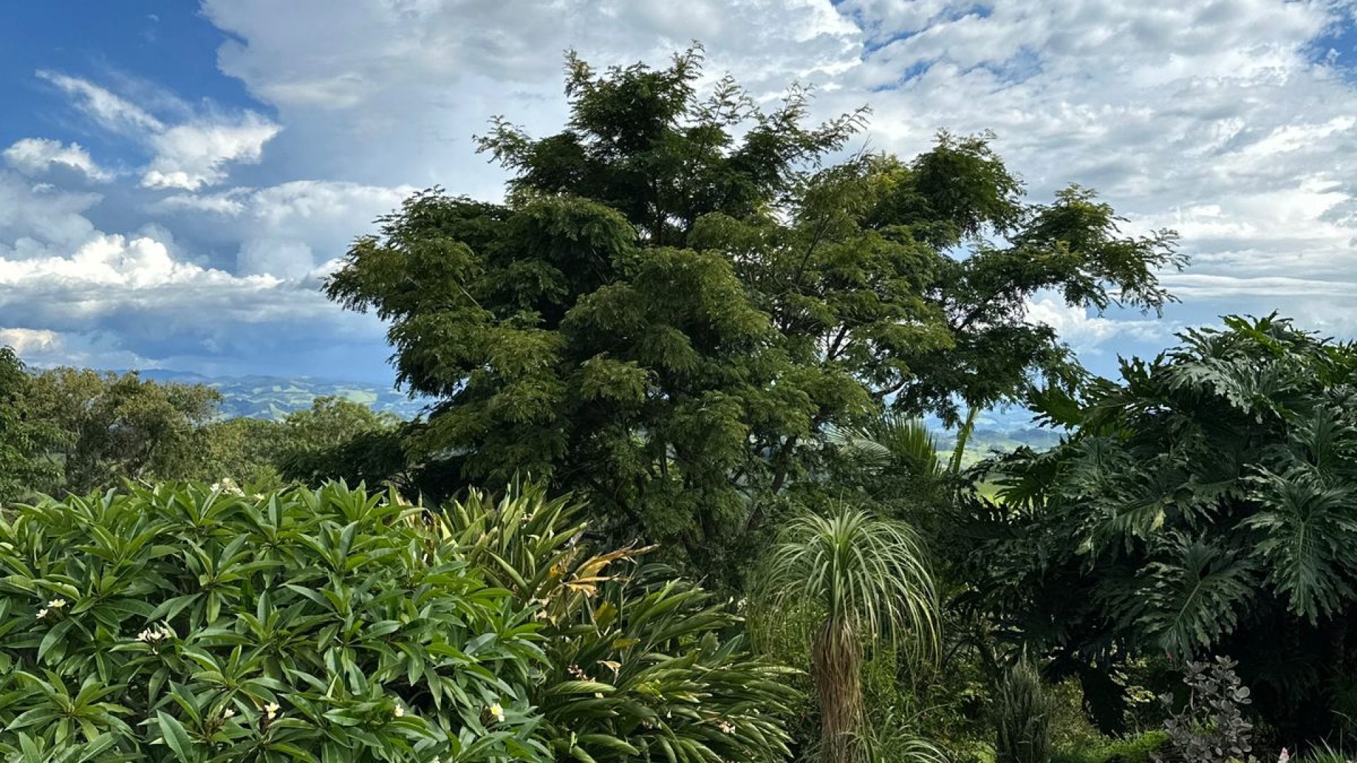 sitio com oliveiras a venda na serra da mantiqueira no sul de minas, azeite a venda, sitio a venda no sul de minas, olival a venda, silva corretor de imóveis (40)