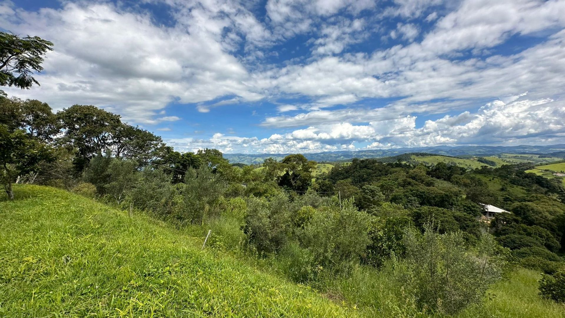 sitio com oliveiras a venda na serra da mantiqueira no sul de minas, azeite a venda, sitio a venda no sul de minas, olival a venda, silva corretor de imóveis (41)