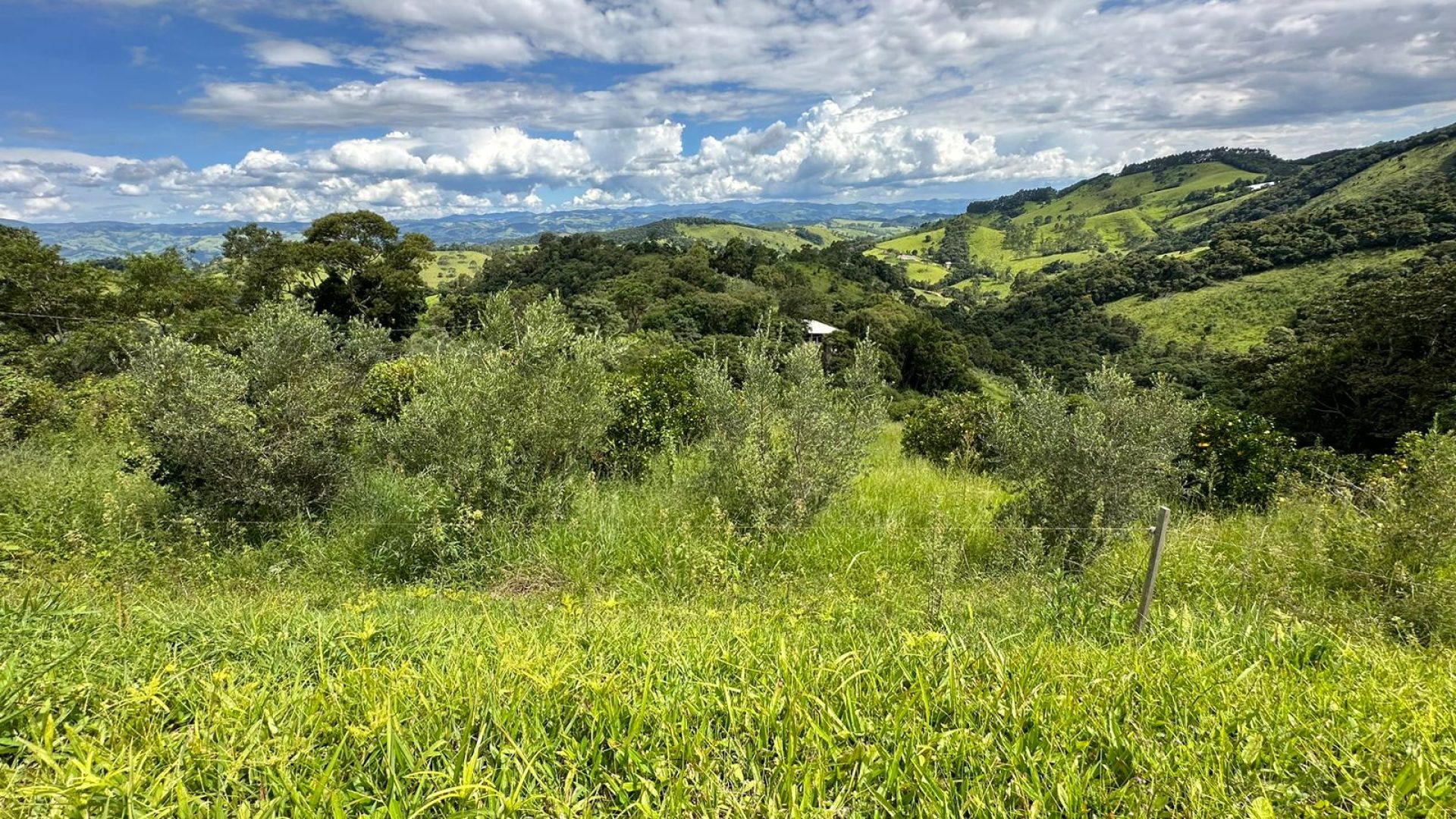 sitio com oliveiras a venda na serra da mantiqueira no sul de minas, azeite a venda, sitio a venda no sul de minas, olival a venda, silva corretor de imóveis (42)