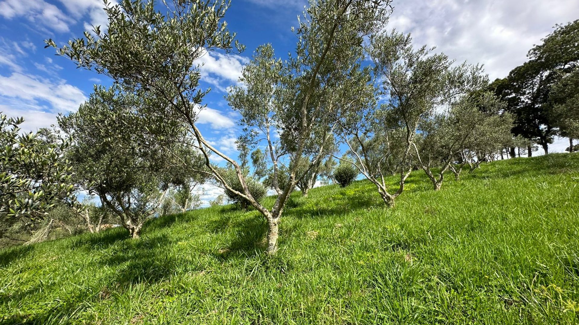 sitio com oliveiras a venda na serra da mantiqueira no sul de minas, azeite a venda, sitio a venda no sul de minas, olival a venda, silva corretor de imóveis (59)