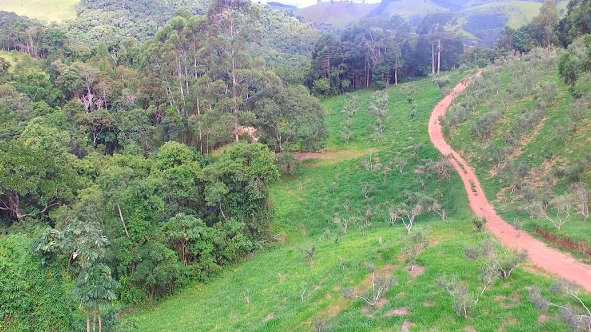 sitio com oliveiras a venda na serra da mantiqueira no sul de minas, azeite a venda, sitio a venda no sul de minas, olival a venda, silva corretor de imóveis (6)