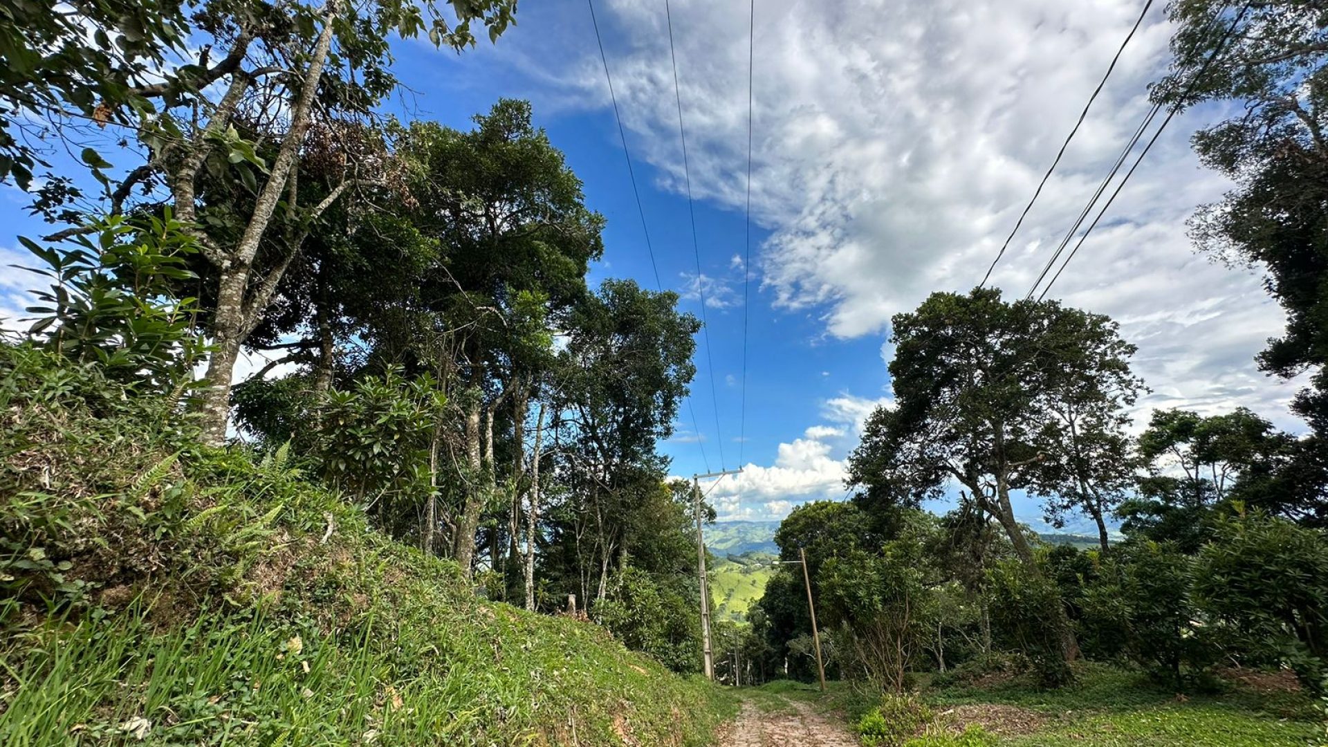 sitio com oliveiras a venda na serra da mantiqueira no sul de minas, azeite a venda, sitio a venda no sul de minas, olival a venda, silva corretor de imóveis (60)