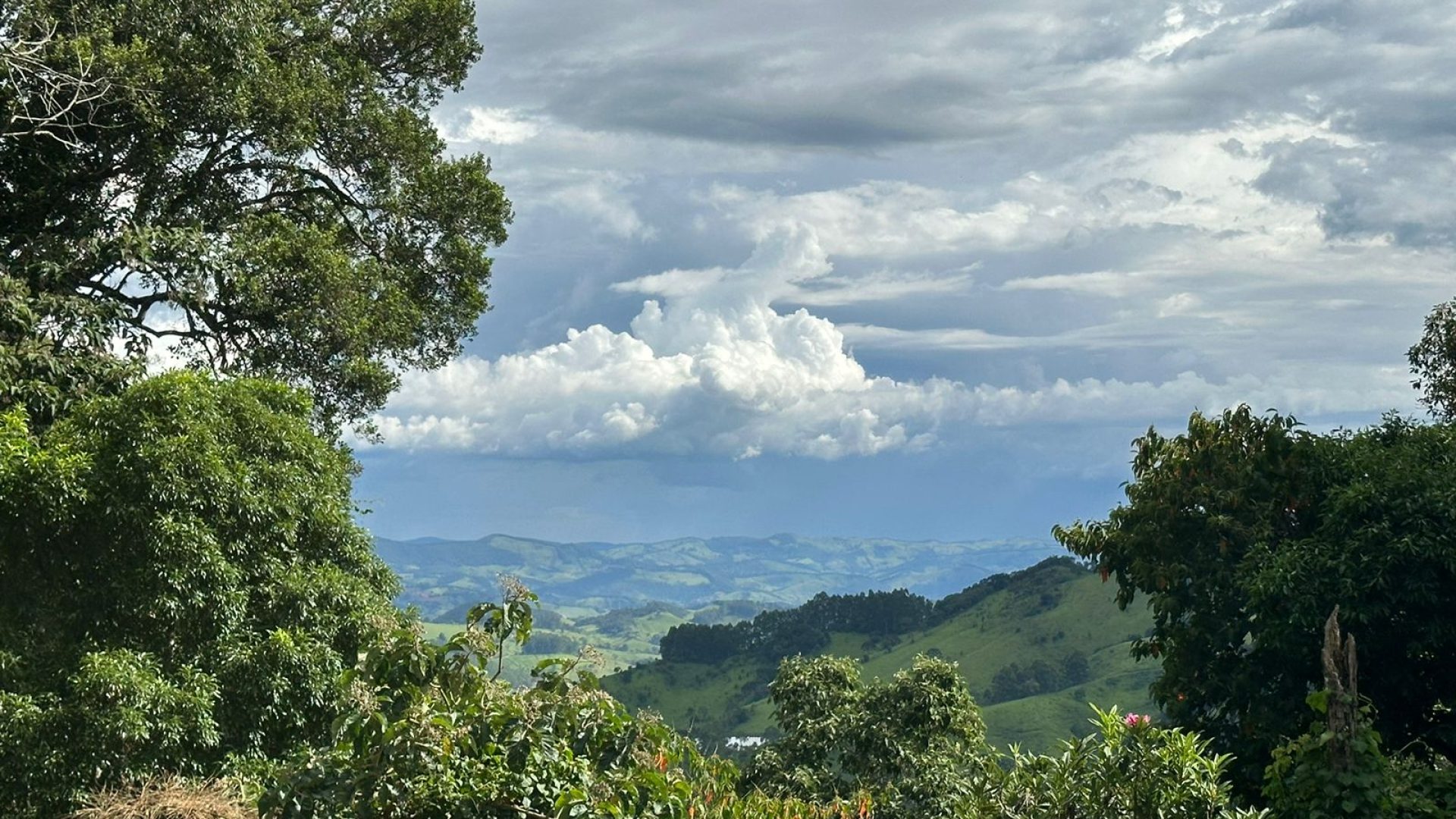 sitio com oliveiras a venda na serra da mantiqueira no sul de minas, azeite a venda, sitio a venda no sul de minas, olival a venda, silva corretor de imóveis (61)