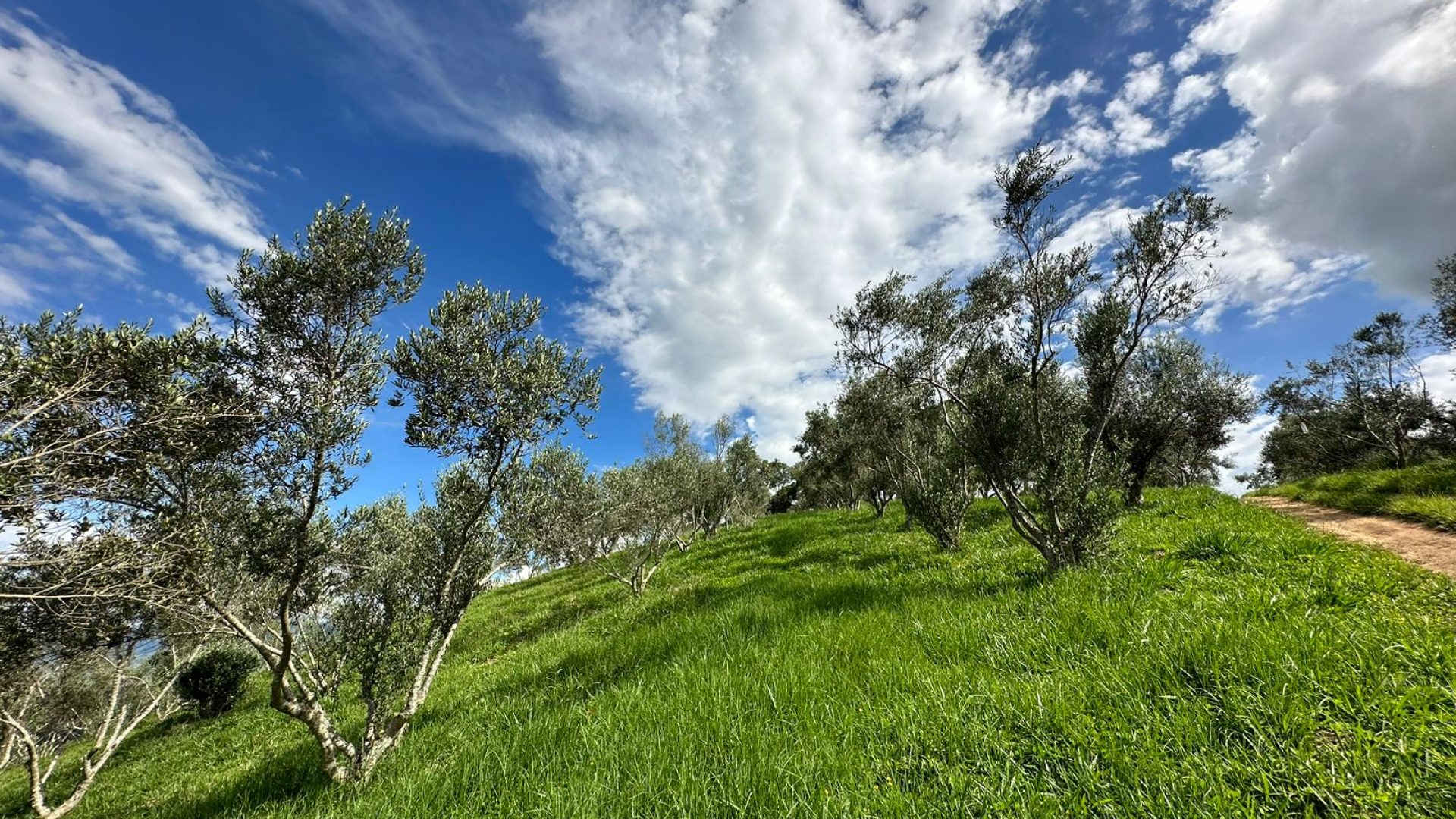 sitio com oliveiras a venda na serra da mantiqueira no sul de minas, azeite a venda, sitio a venda no sul de minas, olival a venda, silva corretor de imóveis (65)